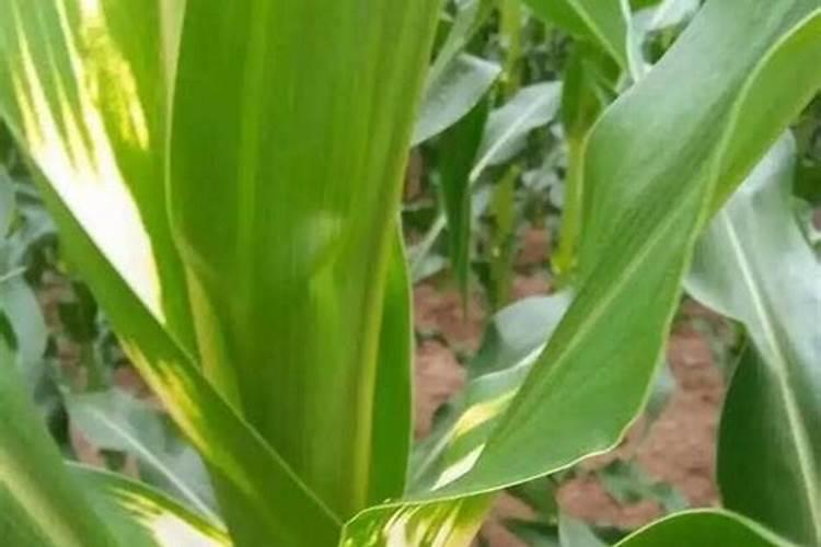 玉米扬花期能打叶面肥吗