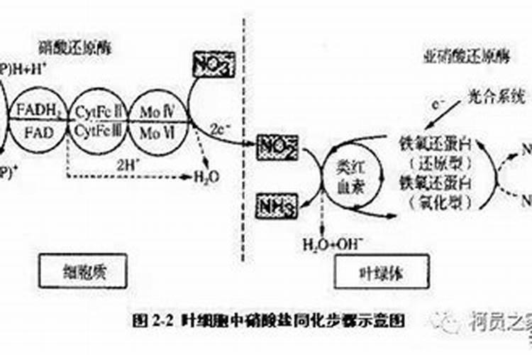 种水稻用什么肥料最好