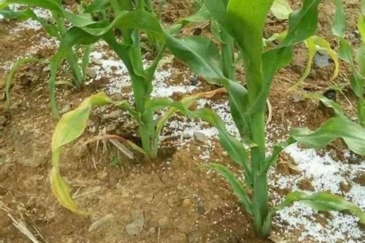 半夏增产叶面肥,生根肥料什么时候用效果好？