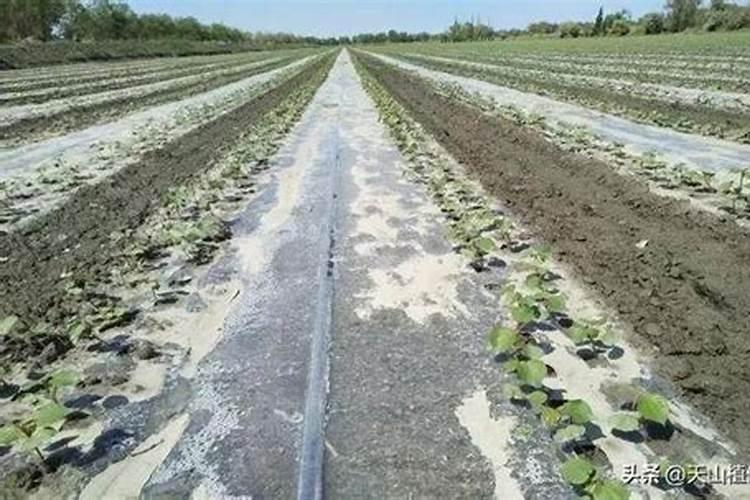 给杨柳树施肥是氯化钾好还是硫酸钾好？