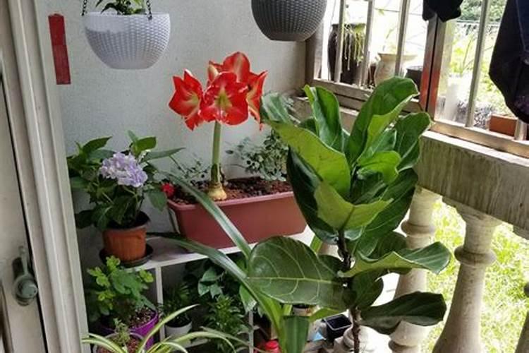 大豆开花期能打叶面肥吗