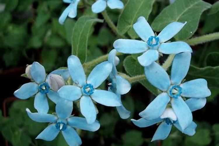 叶面肥喷施后几天见效