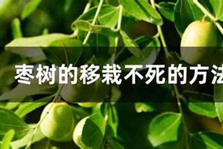 鱼蛋白对农作物的作用,鱼蛋白肥使用时间