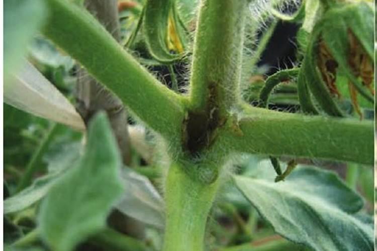 磷肥对植物的作用与功效