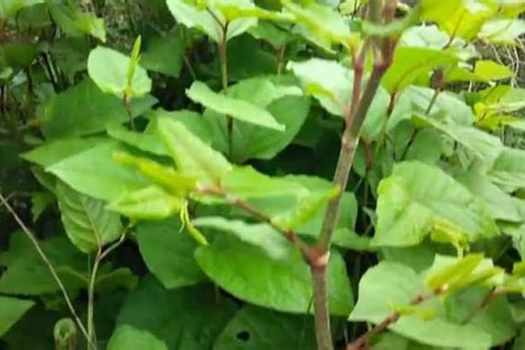 化肥厂附近种什么植物可以吸收有害气体