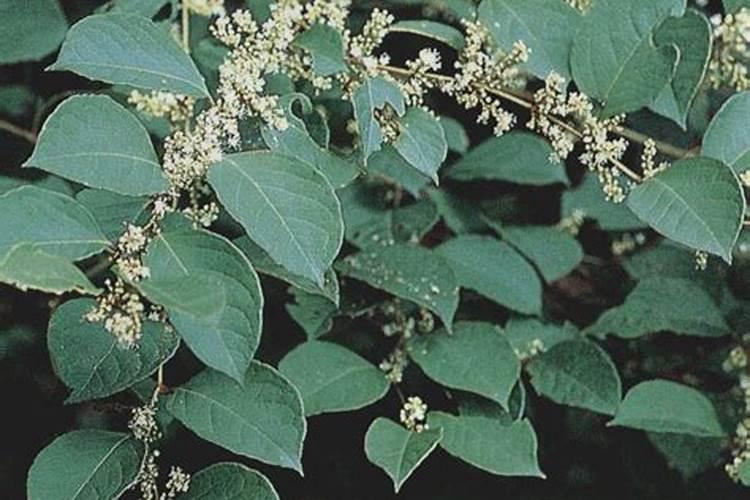 虎杖亩产量多少公斤,种植几年可以挖