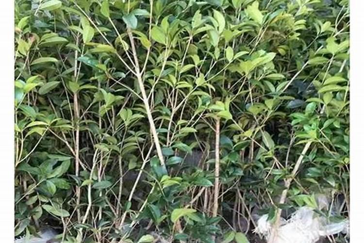 盆栽四季桂怎么养