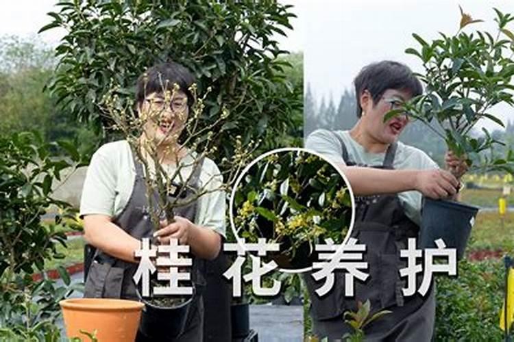 桂花树用什么肥料最好