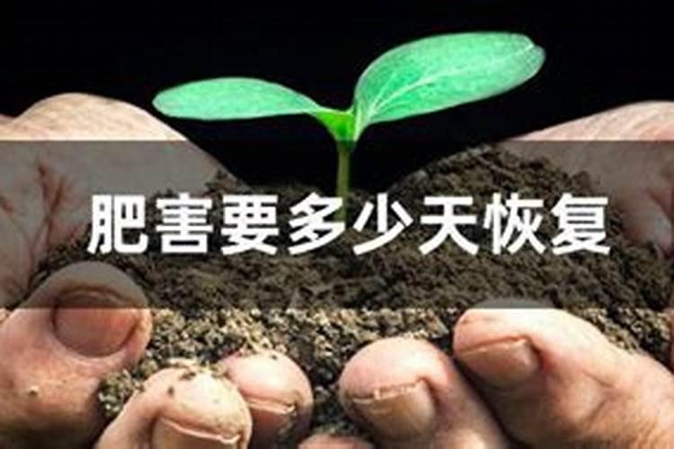 结球生菜的正确种植方法是什么