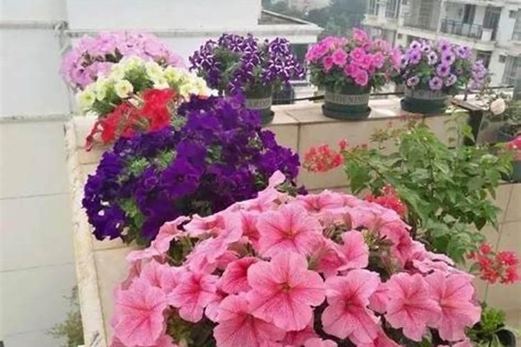 太阳花喜肥吗 喜欢施什么肥料