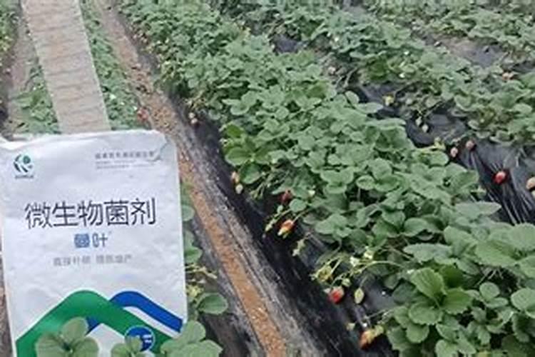 草莓怎么施肥