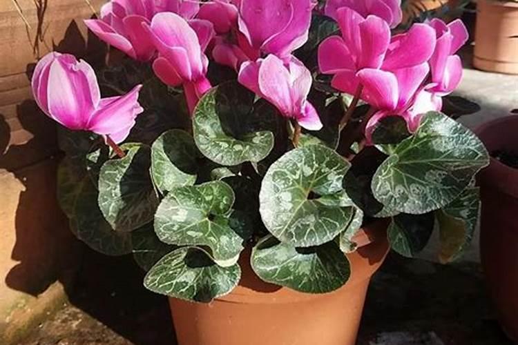 枇杷树每年分几个阶段施肥,每一个阶段该施什么肥？