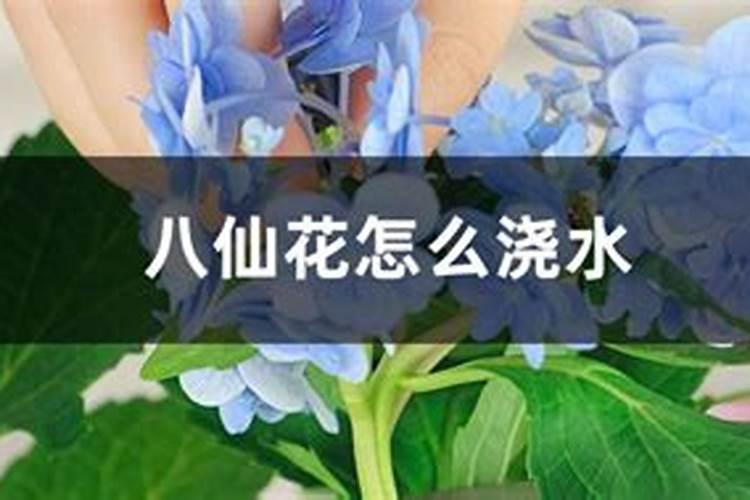 八仙花的施肥技巧