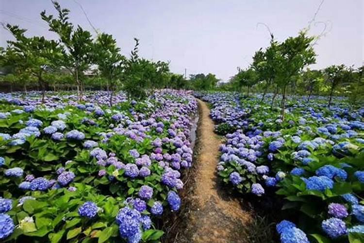 八仙花的养殖方法和注意事项