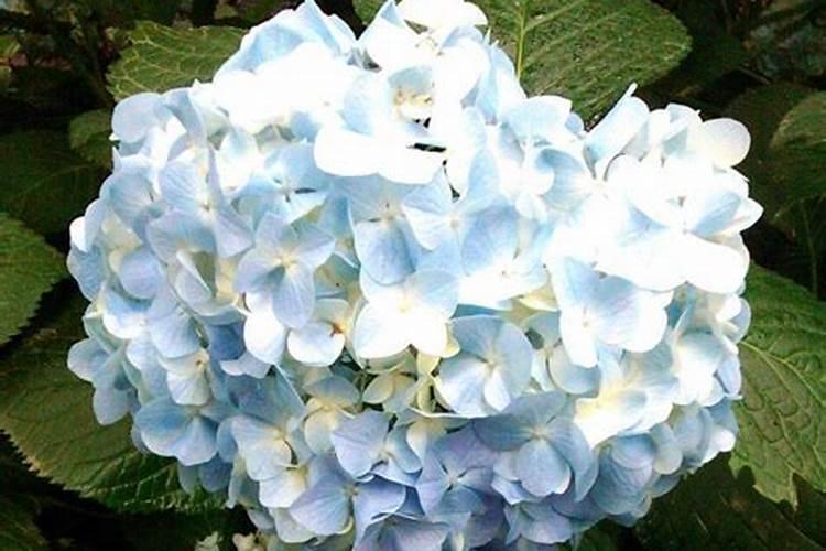 八仙花的施肥技巧