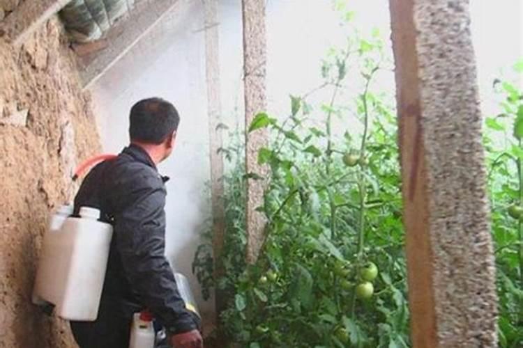 西红柿什么时候打杀菌药