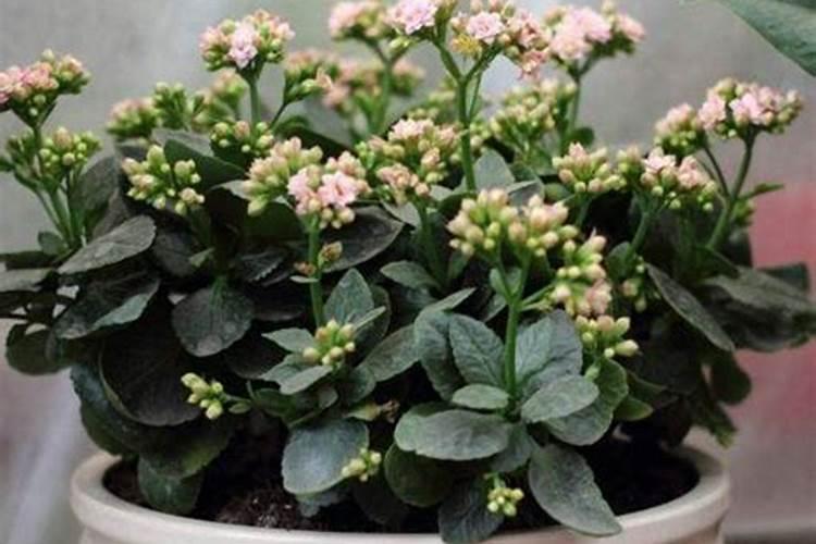 长寿花施肥方法