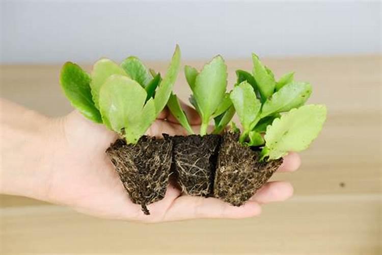 长寿花施肥方法