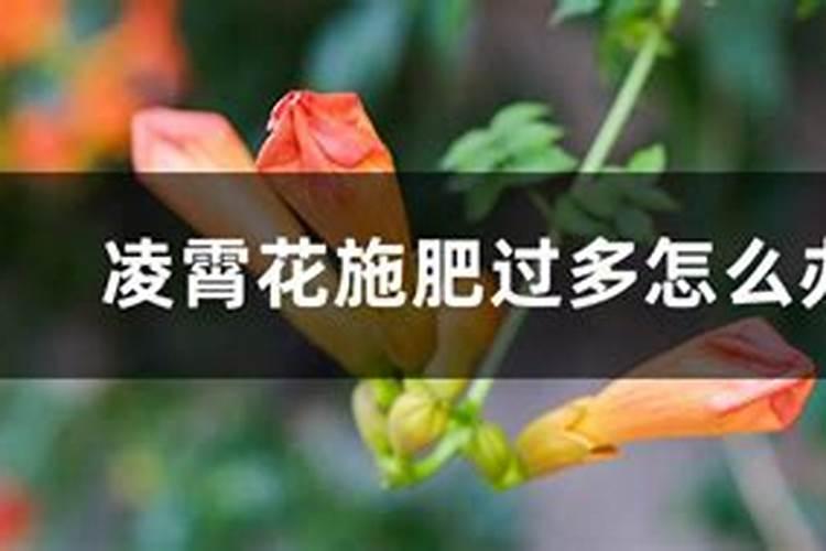 水溶肥十大品牌都有哪些特征!