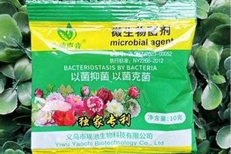 西瓜中期发黄干叶打什么药