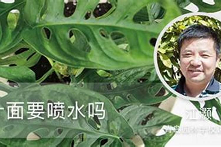 冬季兰花施肥时间和方法