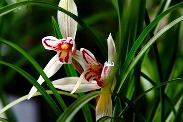 兰花冬天施什么肥最好 兰花冬天施肥方法