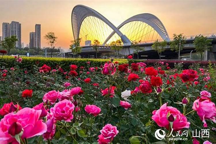 月季开花用什么肥