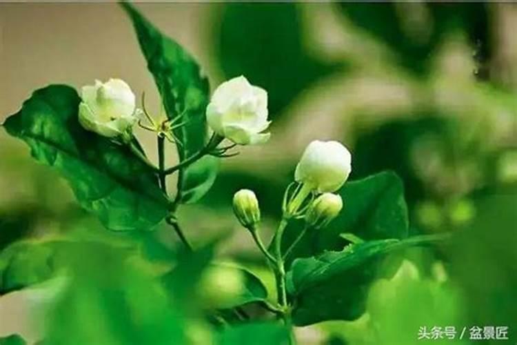 三角梅夏天可以换盆换土吗