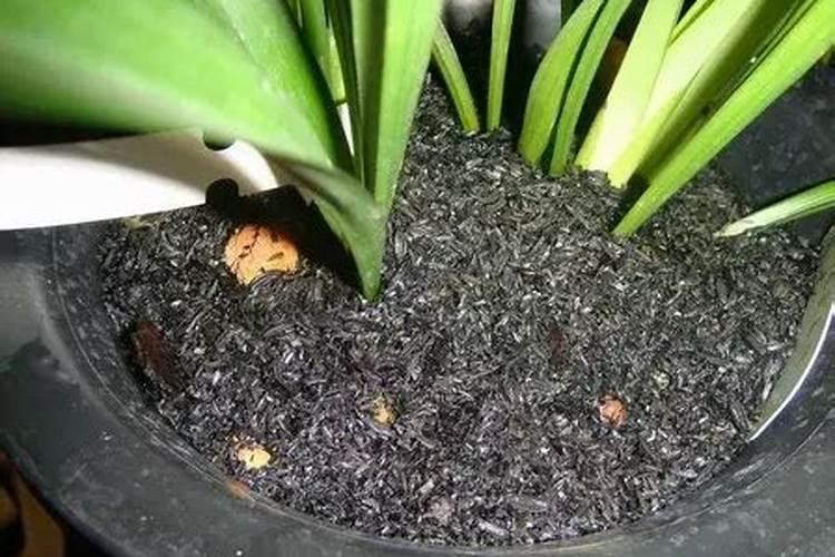 家庭养花自制肥料最简单  花草施肥用什么肥料