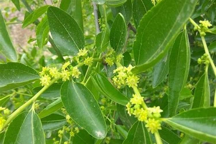 枣树开花结果初期施什么肥 枣树开花结果初期施什么肥比较合适