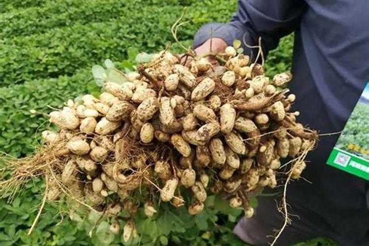 那里有卖果树烂根药