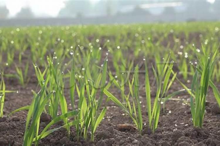 小麦在小满期间能不能使用叶面肥