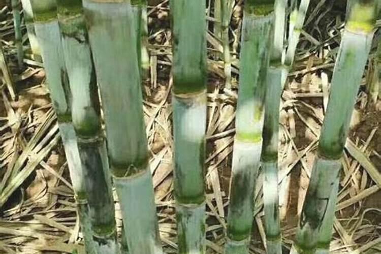 甘庶要施几次肥料 甘蔗怎么施肥能高产