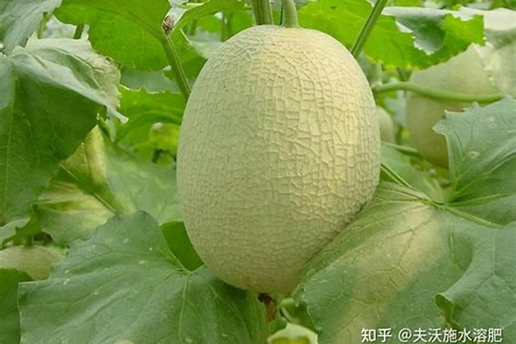 糖化硼能用在有机蔬菜上吗？