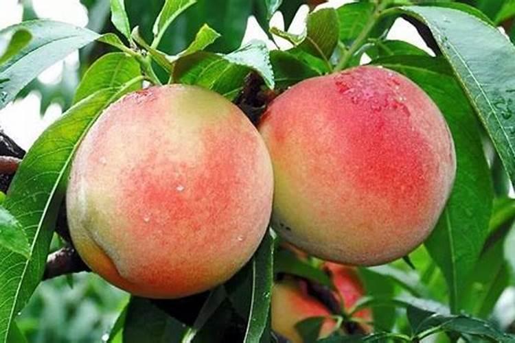 果树开花时需要施什么肥料