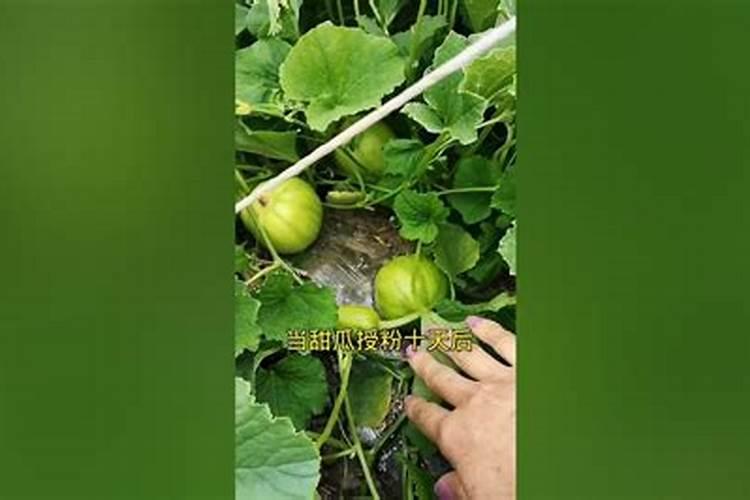 哈密瓜膨果期怎样施肥