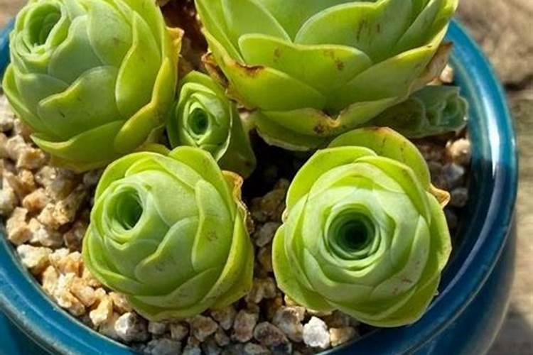 世界上十大名牌肥料排名