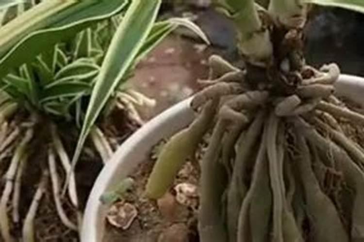 桂花树叶子全干枯了会活吗