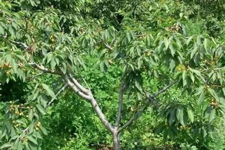 大樱桃树不用钾肥会出现哪些问题