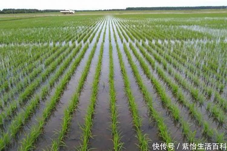 水稻硼肥的作用及使用方法