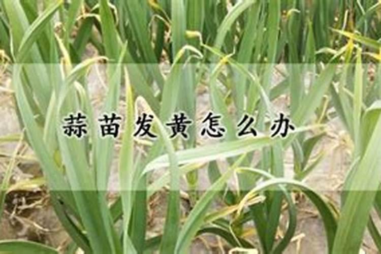 缓释液体氮肥有效果吗,液体氮肥的使用方法