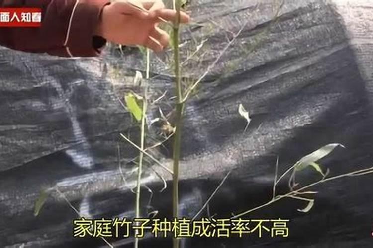 树叶发黄缺什么肥料