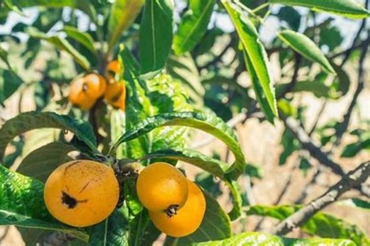 枇杷树每年分几个阶段施肥,每一个阶段该施什么肥？