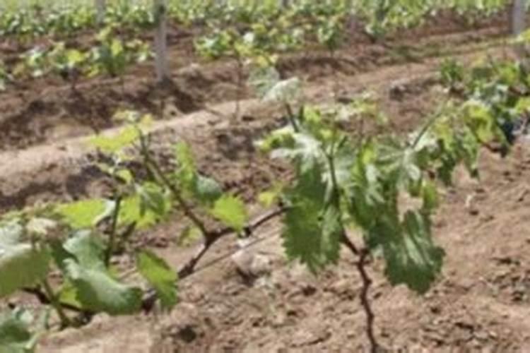 磷酸二氢钾适合哪些植物