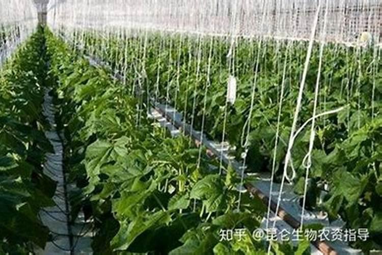 黄圃镇的乡镇经济