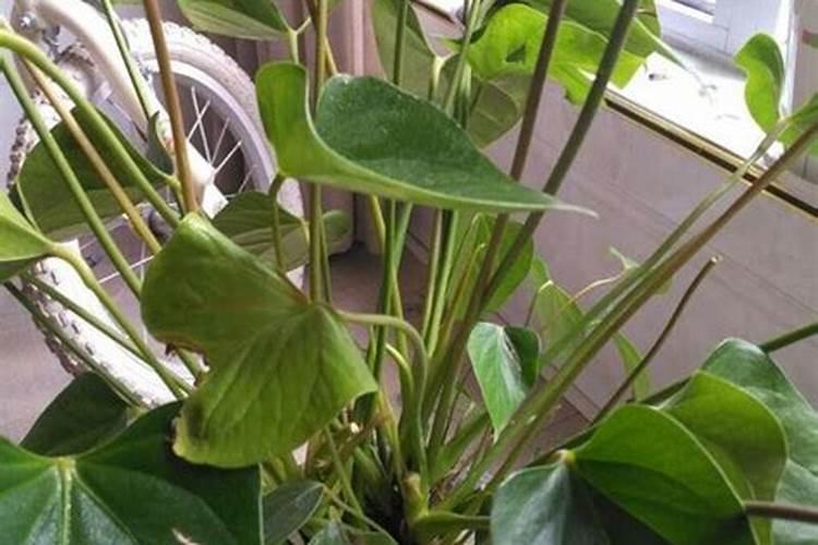 大葱、大蒜和韭菜最怕什么肥料？这3种肥料别乱用,否则干尖黄叶