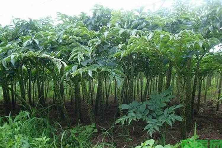 如何种植魔芋 :分享栽种与制作魔芋豆腐的方法