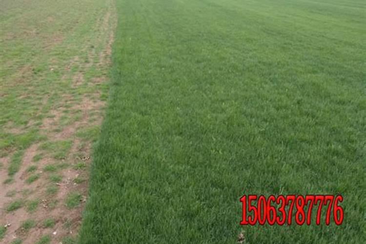 草坪施什么肥好