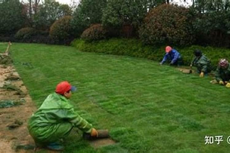 草籽可以撒在水草泥上吗 铺草坪的草是什么草