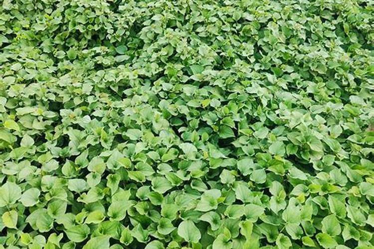 鱼腥草栽培方法注意事项